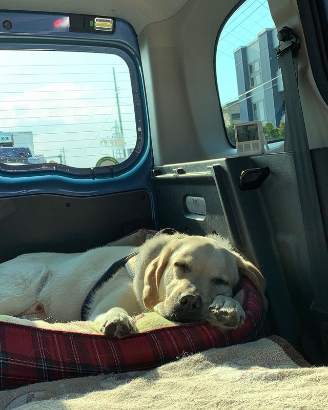 Renault Japon ルノー カングー