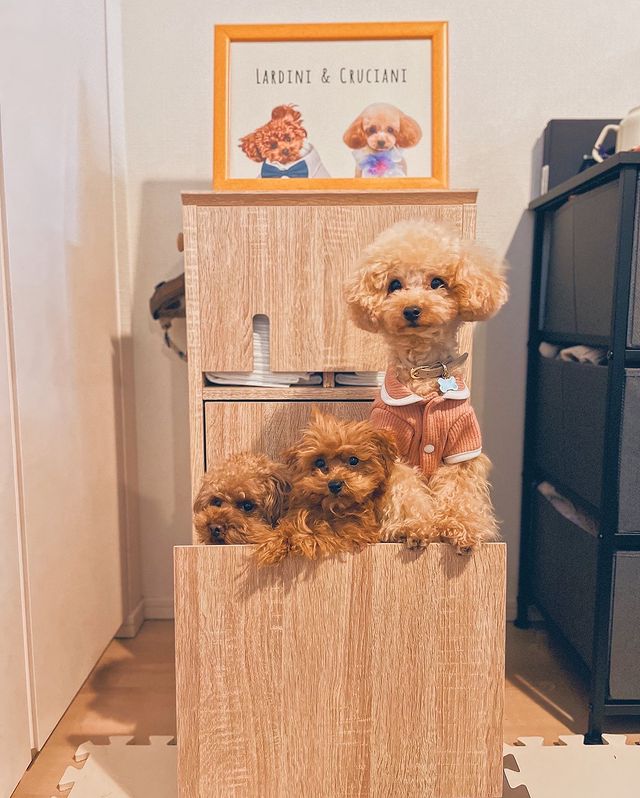 犬 犬用品 犬家具 ペット ペット収納 収納棚 ラック 収納ラック シンプル 犬雑貨 ペット用品 ナチュラル おしゃれ 一人暮らし 公式 Lowya ロウヤ 家具 インテリアのオンライン通販