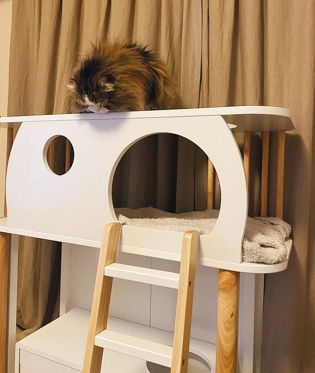 LOWYA 猫と暮らそうシリーズ ローテーブル シャビーナチュラル LOWYA