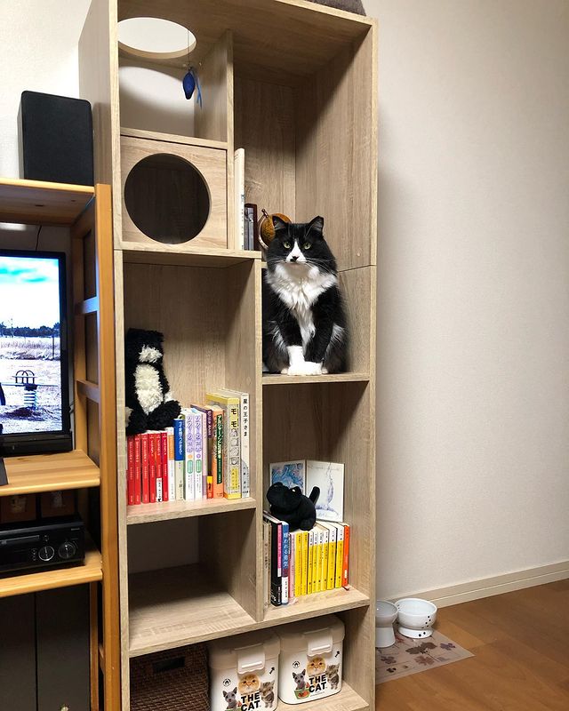 キャットウォーク付き壁面本棚 収納棚 リバーシブル 木製 [幅60 