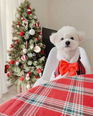 クリスマスオーナメント単品 | 【公式】LOWYA(ロウヤ) 家具