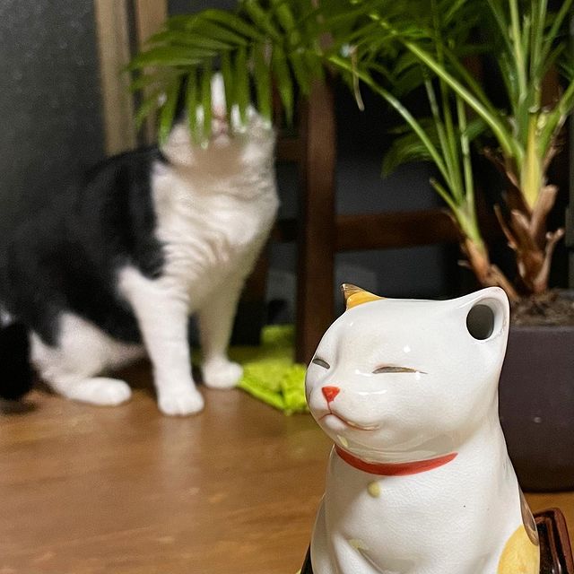 ウェブショップ麗香炉 こねこ: 香りとともに【公式】お香の専門店 松栄