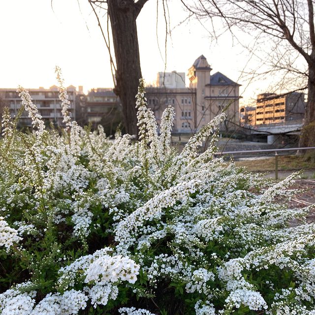 ウェブショップ麗香炉 ほっほ: 香りとともに【公式】お香の専門店 松栄