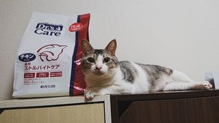 猫用キドニーケア フィッシュテイスト(480g（120g×4）): 猫用製品一覧 