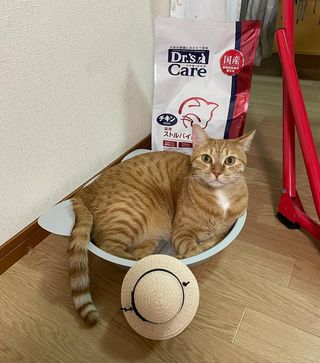 猫用キドニーケア フィッシュテイスト(480g（120g×4）): 猫用製品一覧 