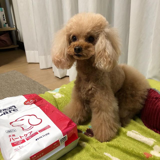 ドクターズケア ストマックケア 低脂肪 800g ドライ 犬用