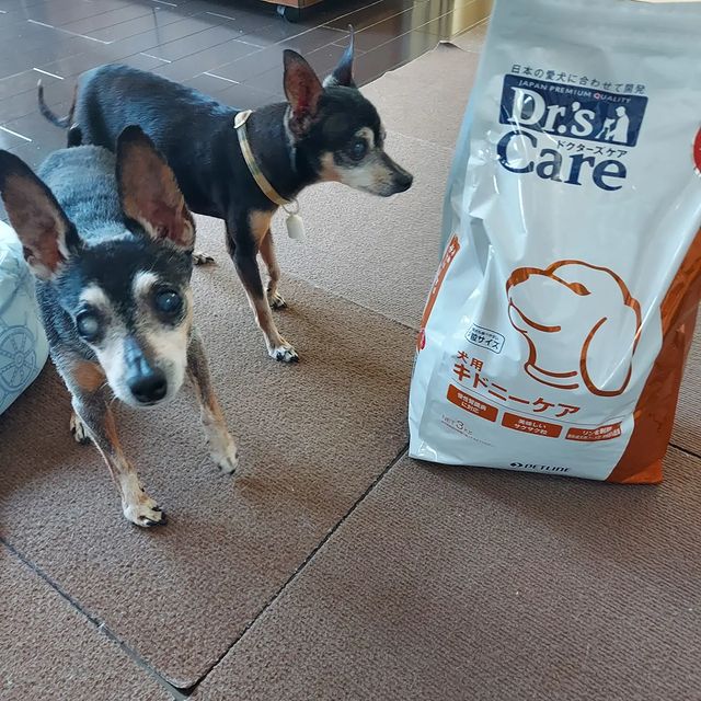 休日 ドクターズケア Dr's CARE 療法食 ノバルティス ウエイトジョイントケア 犬用 3KG fucoa.cl