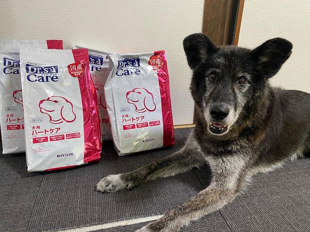 楽天スーパーセール ドクターズケア キャットフード Dr S Diet 猫 Phエイド 4kg マルチカラー Fucoa Cl