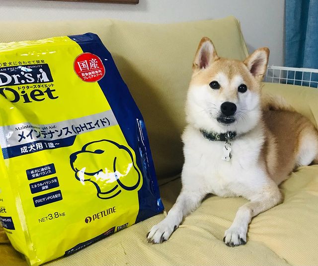 超激安特価 ドクターズケア キャットフード Dr S Diet 猫 Phエイド 4kg マルチカラー Fucoa Cl