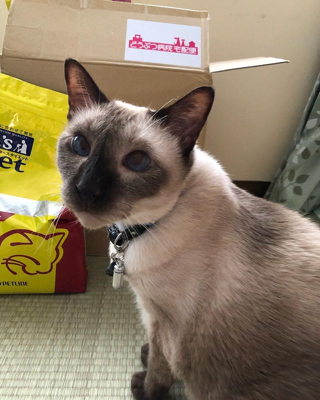 ドクターズケア キャットフード Dr S 4キログラム 4kg 猫 Phエイド Diet 1 X マルチカラー