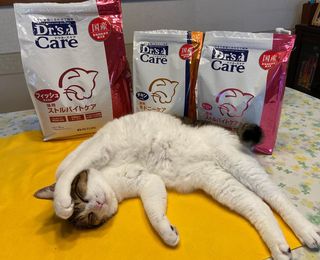 猫用キドニーケア フィッシュテイスト 480g 1g 4 猫用製品一覧 どうぶつ病院宅配便 直販