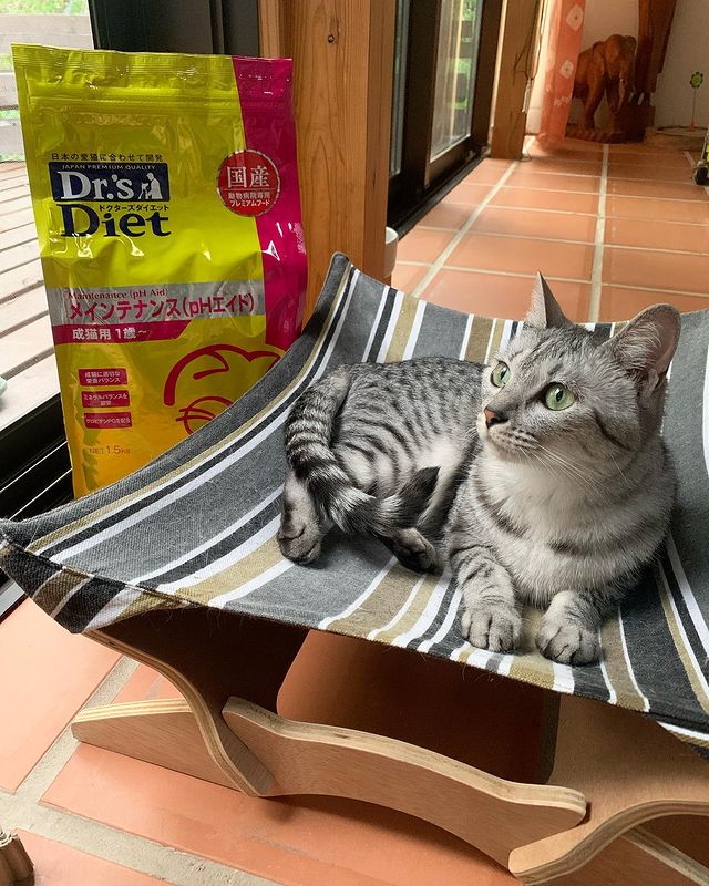 後払い手数料無料】 ドクターズケア キャットフード Dr's Diet 猫 PH