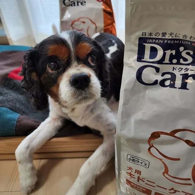 ドクターズケア 犬用アミノプロテクトケアえんどう豆(1kg): 犬用製品 