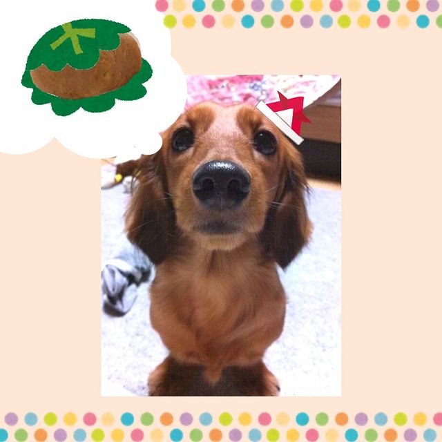 ピルバディ ナチュラルズ ピーナッツバター りんご味 犬用 150g 30粒 動物ナビ 14時までのご注文で当日発送