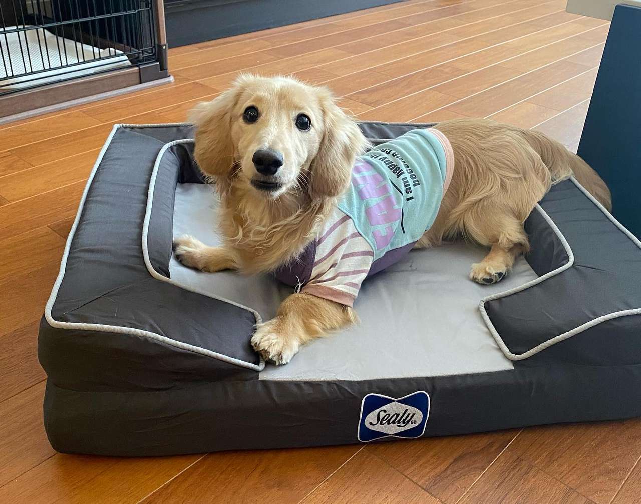 良好品】 高級なアンティーク風大型犬ベッド 犬用品 - abacus-rh.com