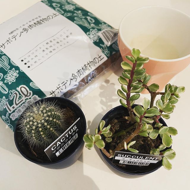 かるい観葉植物の土 ３ｌ 公式 Daiso ダイソー ネットストア