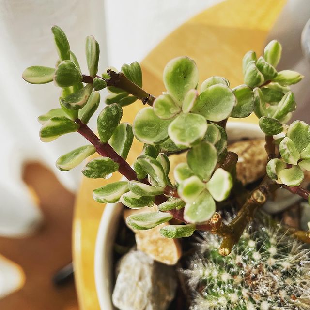 かるい観葉植物の土 ３ｌ 公式 Daiso ダイソー ネットストア