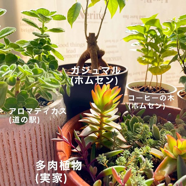 かるい観葉植物の土 ３ｌ 公式 Daiso ダイソー ネットストア