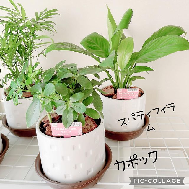 100 品質保証 1605 ステンシルシート 素焼鉢 ダイソー製 2 5号鉢 10枚セット Www Anavara Com