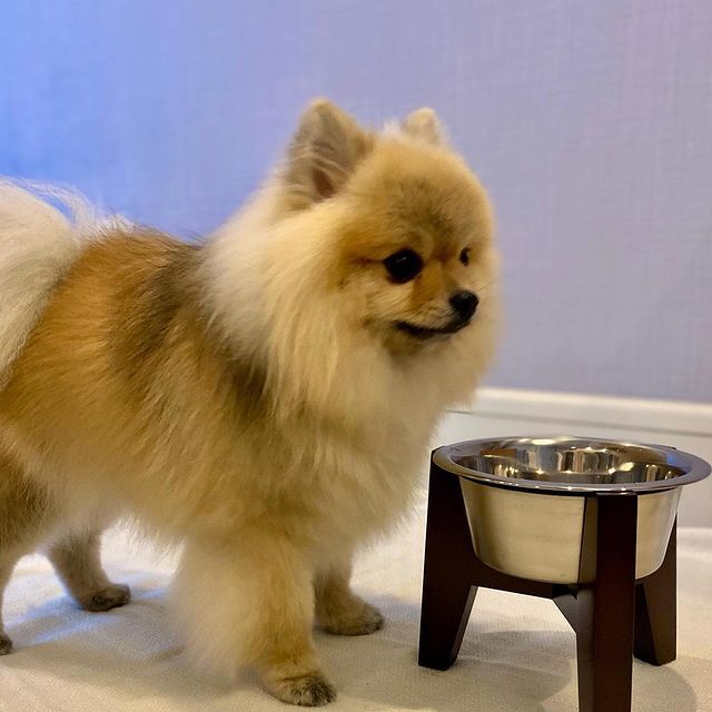 超人気 専門店 ドゥマール フレキシパン １２６５ プティフール 半球 35取 Fucoa Cl