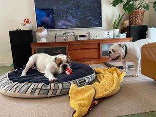 Photo by bulldog.ippei.genpachi