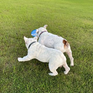 Photo by bulldog.ippei.genpachi