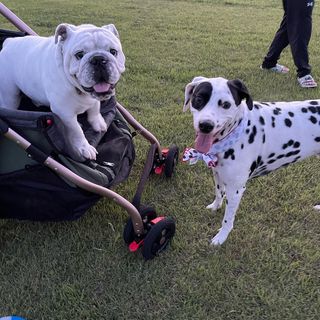 Photo by bulldog.ippei.genpachi