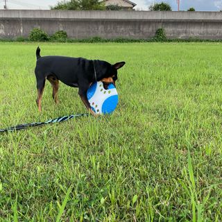 Photo by bulldog.ippei.genpachi