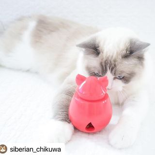 Photo by allforwan_shop_official
