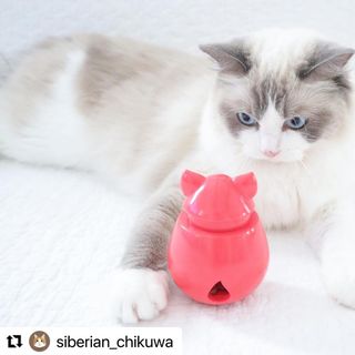 Photo by allforwan_shop_official