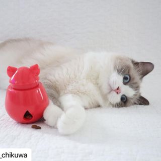 Photo by allforwan_shop_official
