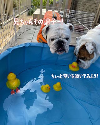 Photo by bulldog.ippei.genpachi