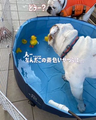 Photo by bulldog.ippei.genpachi