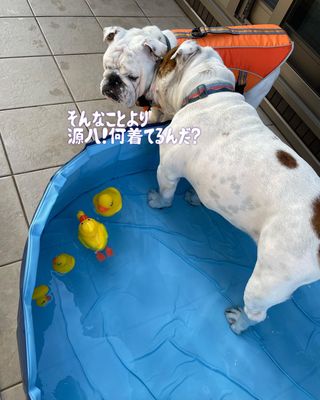 Photo by bulldog.ippei.genpachi