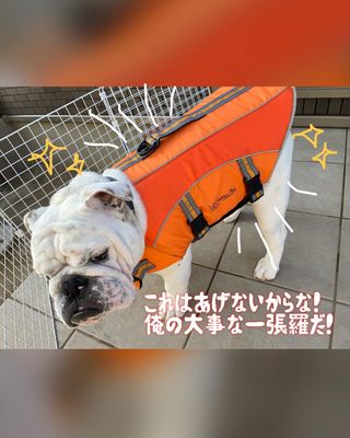 Photo by bulldog.ippei.genpachi