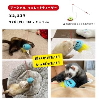 Photo by allforwan_smallanimal