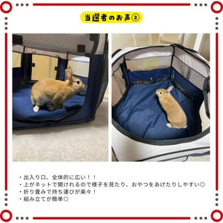 Photo by allforwan_smallanimal