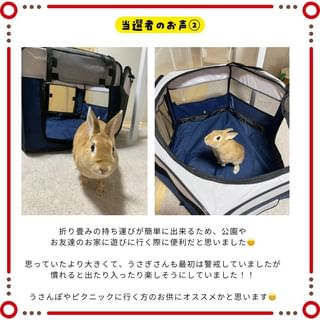 Photo by allforwan_smallanimal