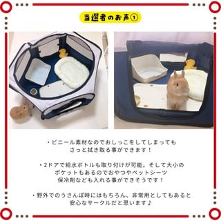 Photo by allforwan_smallanimal