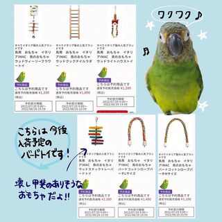 Photo by lucas_dusky_conure