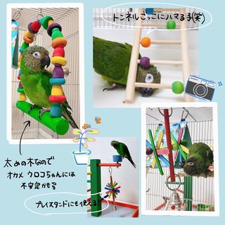 Photo by lucas_dusky_conure