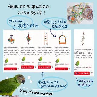 Photo by lucas_dusky_conure