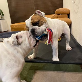 Photo by bulldog.ippei.genpachi