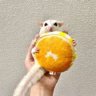 Photo by kinaco_soy_kala_sugarglider