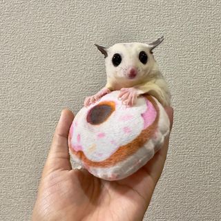 Photo by kinaco_soy_kala_sugarglider