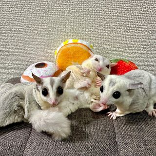 Photo by kinaco_soy_kala_sugarglider