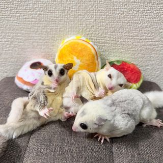 Photo by kinaco_soy_kala_sugarglider