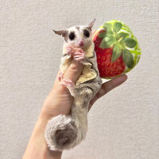 Photo by kinaco_soy_kala_sugarglider