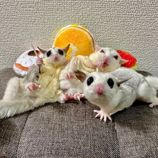 Photo by kinaco_soy_kala_sugarglider