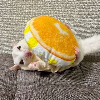 Photo by kinaco_soy_kala_sugarglider